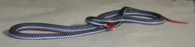 blue coral snake 2.bmp [115 Kb]